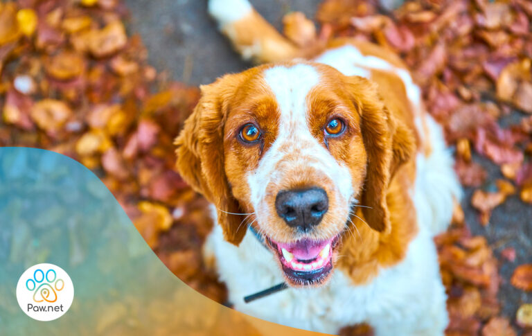 Scopri di più sull'articolo Cani e funghi velenosi: cosa c’è da sapere