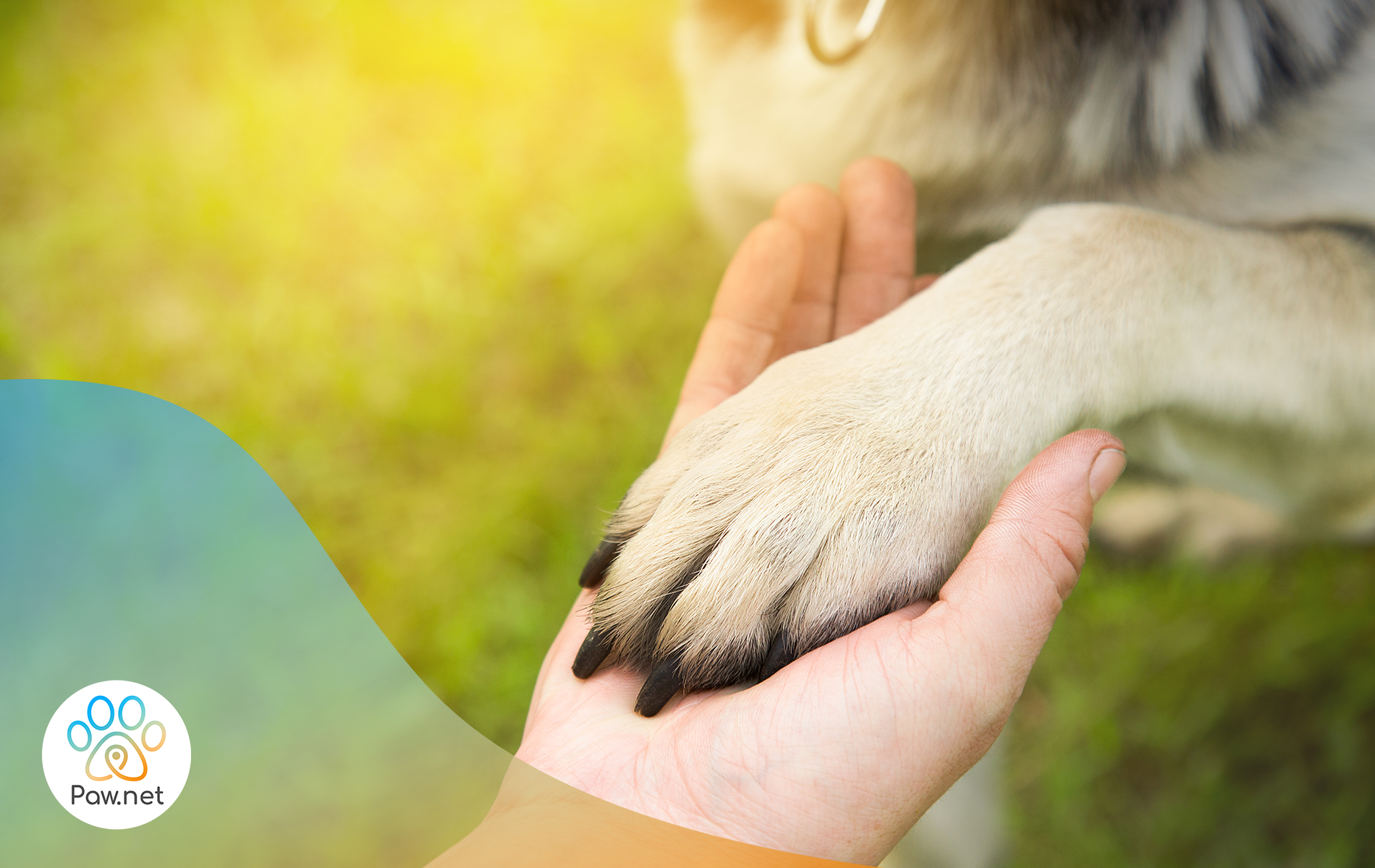 Scopri di più sull'articolo Linguaggio e comportamento del cane