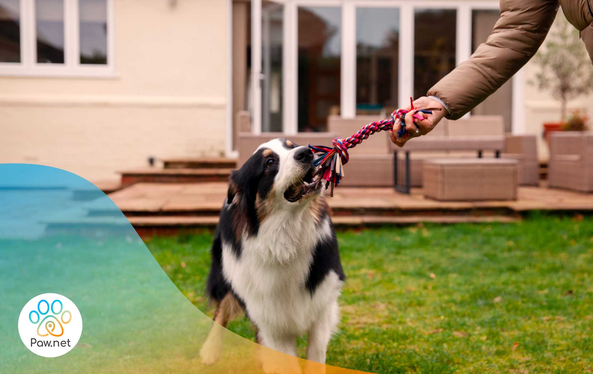 Scopri di più sull'articolo Cani emozioni e apprendimento